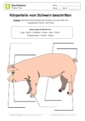 Arbeitsblatt: Körperteile vom Schwein beschriften